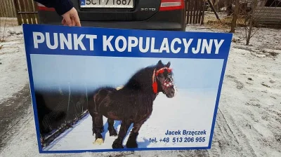 Kůň ke krytí