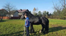Kůň ke krytí