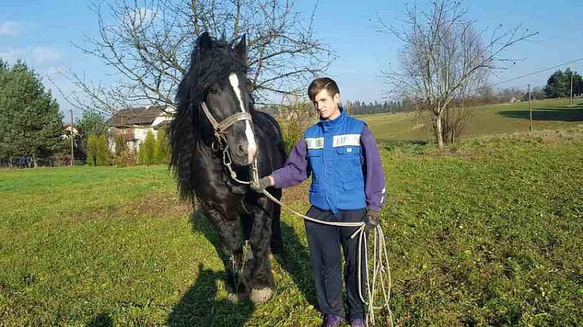 Kůň ke krytí