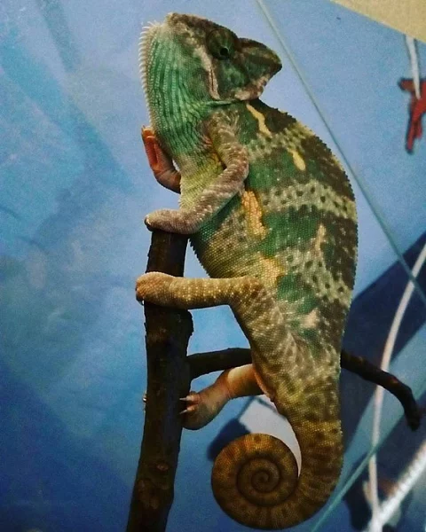 Chameleon Jemenský