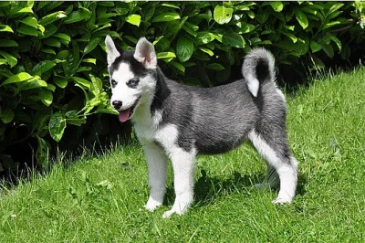 Sibiřský husky ke koupi bez PP