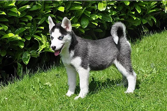 Sibiřský husky ke koupi bez PP