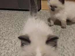 Prodam koťátko ragdoll bez PP kocourek