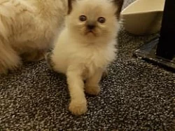 Prodam koťátko ragdoll bez PP kocourek
