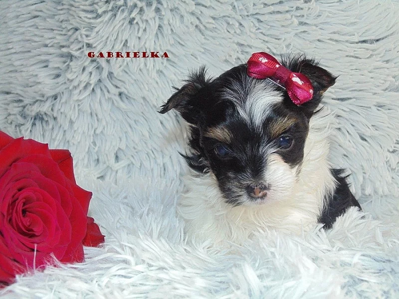 Biewer yorkshire terrier s PP
