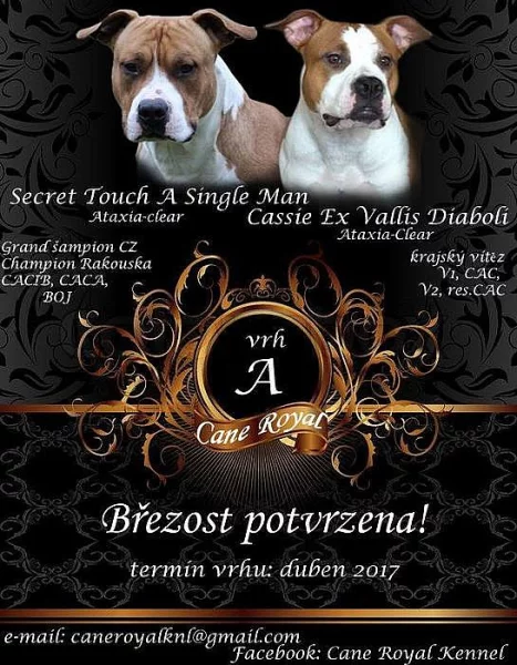 Americký stafordšírský teriér - předběžné rezervace vrh A
