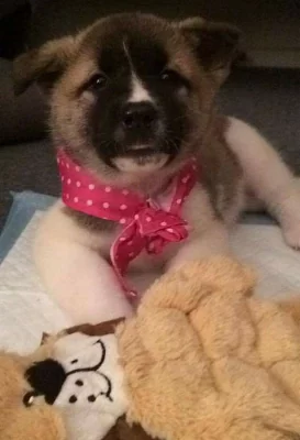 Prodám Shiba inu štěňata s PP