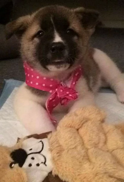 Prodám Shiba inu štěňata s PP
