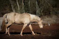 Prodám hřebce palomino