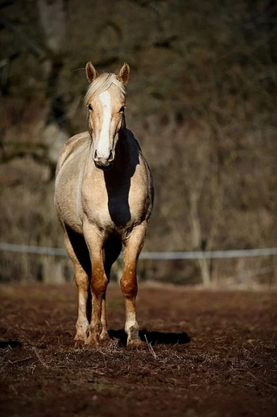Prodám hřebce palomino