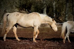 Prodám hřebce palomino