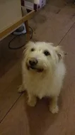 Shadow hledá nového páníčka