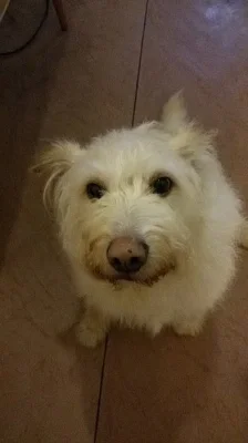 Shadow hledá nového páníčka