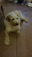 Shadow hledá nového páníčka