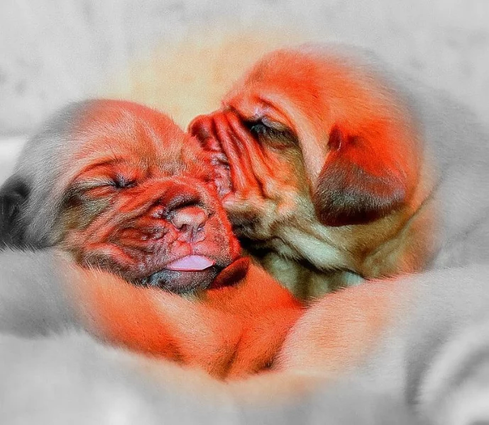 Dogue de Bordeaux, Bordeauxská doga