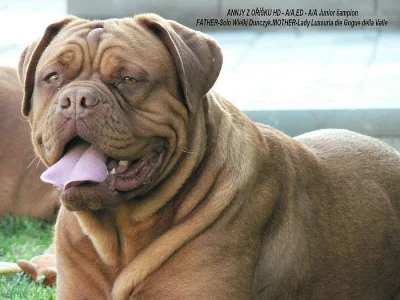 Dogue de Bordeaux, Bordeauxská doga