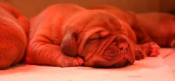Dogue de Bordeaux, Bordeauxská doga