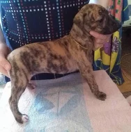 Whippet - Vipet