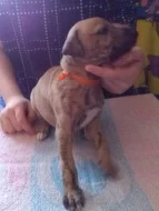 Whippet - Vipet