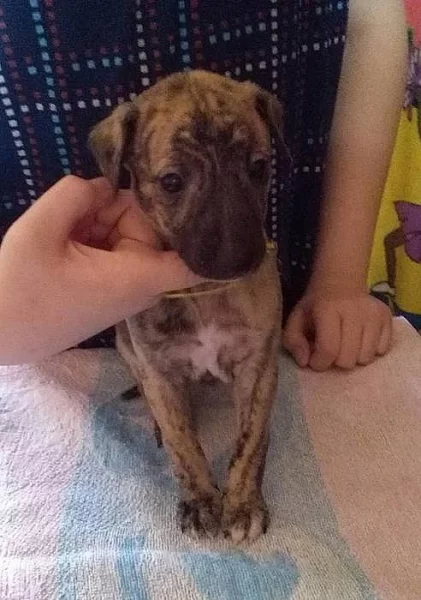 Whippet - Vipet
