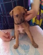 Whippet - Vipet