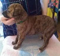Whippet - Vipet