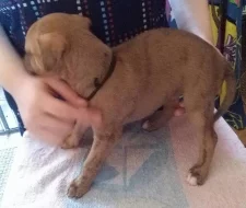 Whippet - Vipet