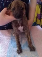 Whippet - Vipet