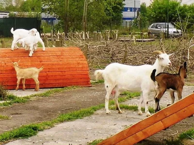 kozlíci bílí krmeni BIO