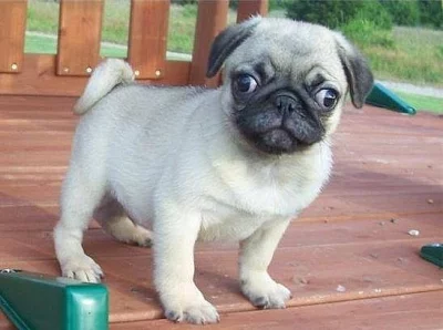 mužské a ženské Pug štěňata