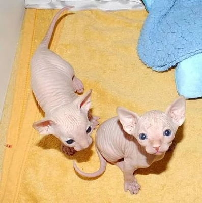 mužské a ženské Sphynx KOŤATA