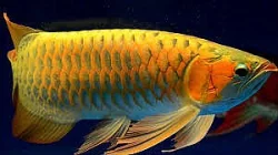 uros ja naaras Arowana kala myytävänä