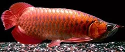 uros ja naaras Arowana kala myytävänä