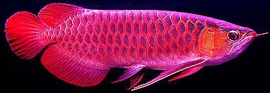 uros ja naaras Arowana kala myytävänä