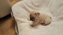 Francouzský buldoček
