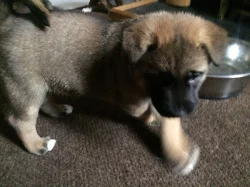 Shiba inu štěňata s PP