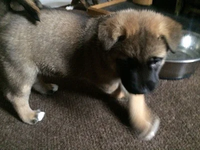 Shiba inu štěňata s PP