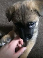 Shiba inu štěňata s PP