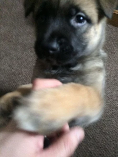 Shiba inu štěňata s PP