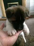 Shiba inu štěňata s PP