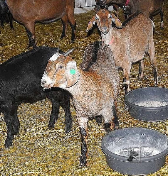 Anglonubijskou kozu 75% prodám