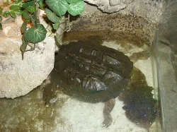 matamata třásnitá