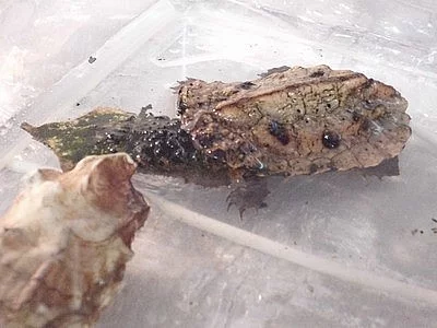 matamata třásnitá