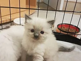 Ragdoll