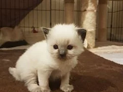 Ragdoll