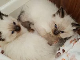 Ragdoll