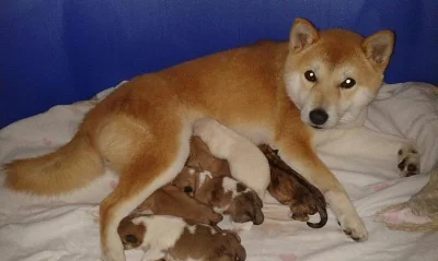 Shiba inu Štěňátka s PP
