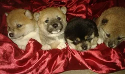 Shiba inu Štěňátka s PP