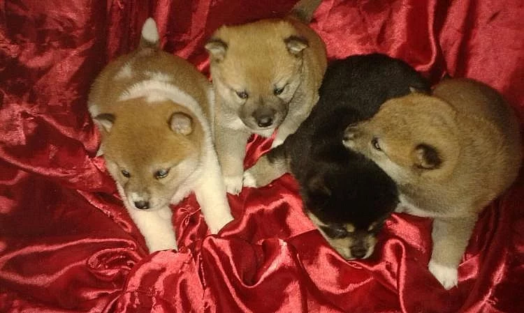 Shiba inu Štěňátka s PP