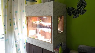 Prodám samce Agamy vousaté